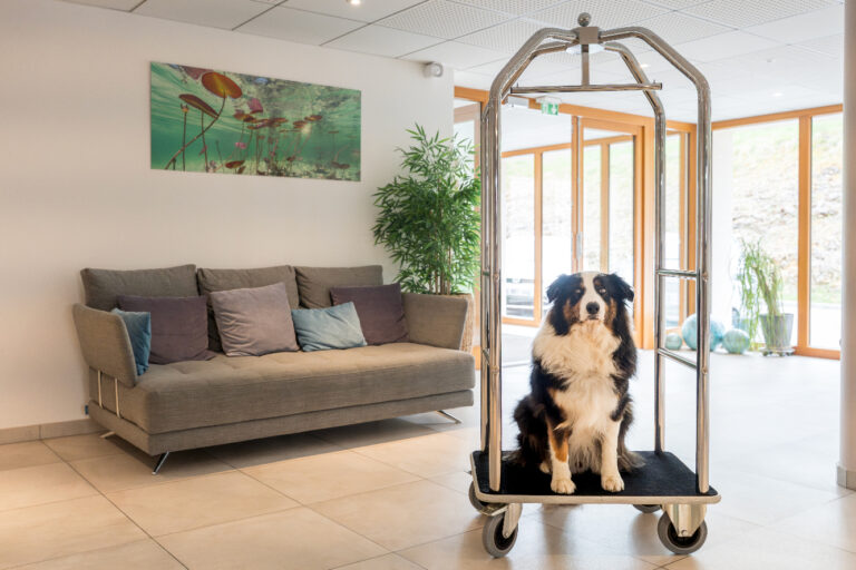 Accueil chien VIP à l'Hôtel SPA Les Rives Sauvages à Malbuisson dans le Haut Doubs en Franche Comté