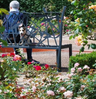 roseraie des jardins de colette avec un banc où un monsieur et son chien font une pause