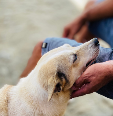 chien en médiation animale auprès d'un patient