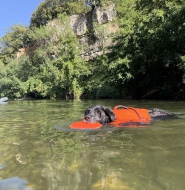 chien nage avec un gilet de sauvetage