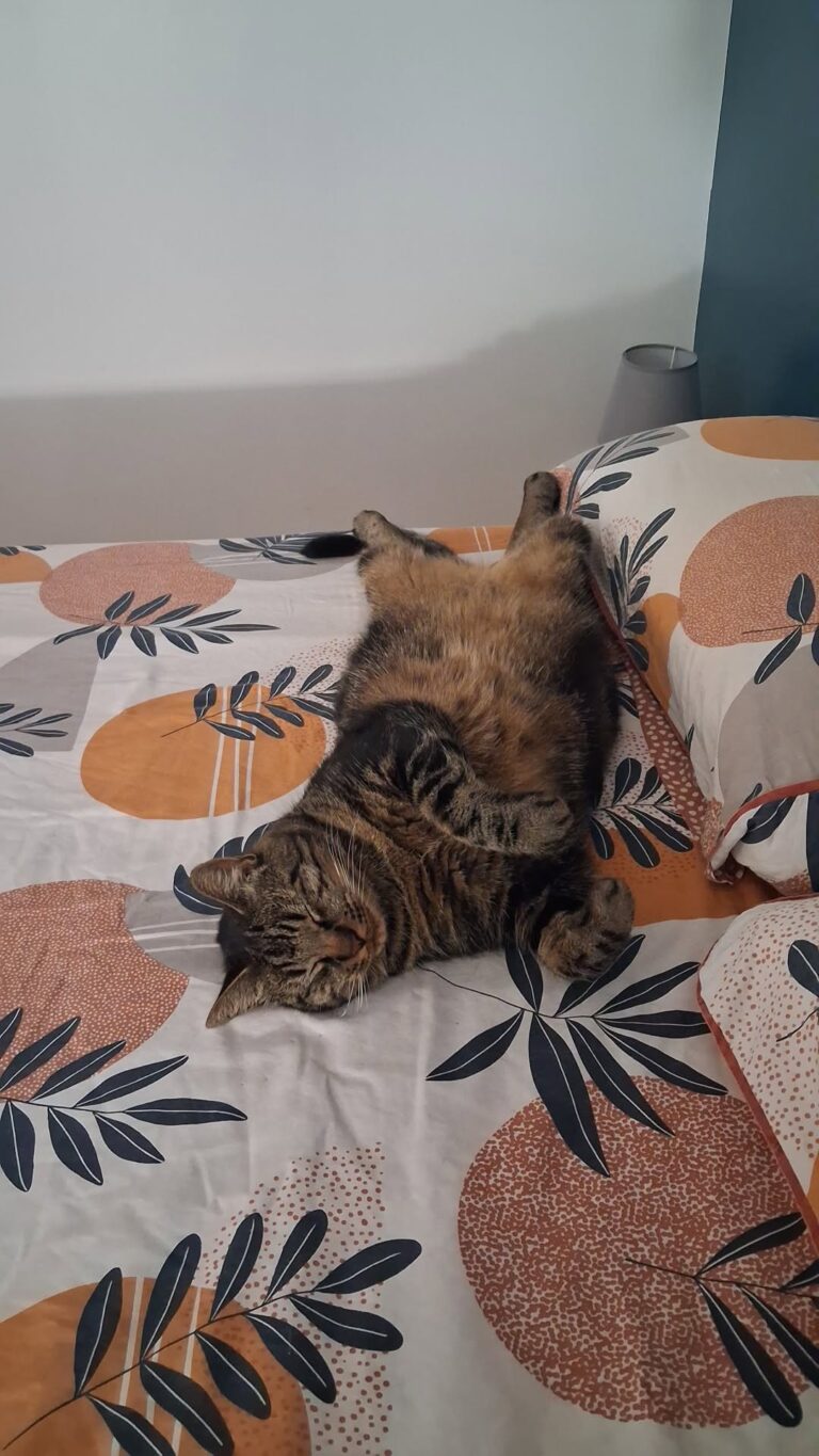 Chats bienvenus au Rev'Hôtel à Lamalou les Bains dans l'Hérault dans le Parc Naturel du Haut Languedoc