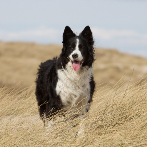 chien sur les dunes du porge dans le médoc en balade commentée