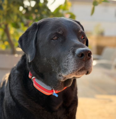 chien noir avec un GPS car sourd