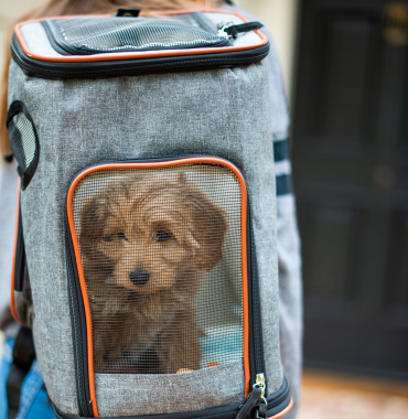 chien dans un sac à dos pour les transports en commun strasbourgeois