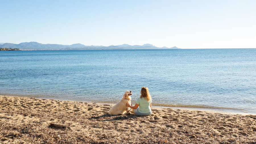 chien à la plage de Roquebrune dans le Var