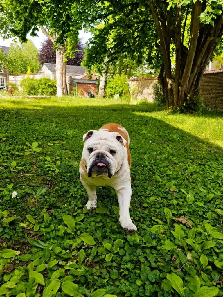 Chien dans le jardin du Gîte La Demeure des Dix à Elbeuf en Seine-Maritime