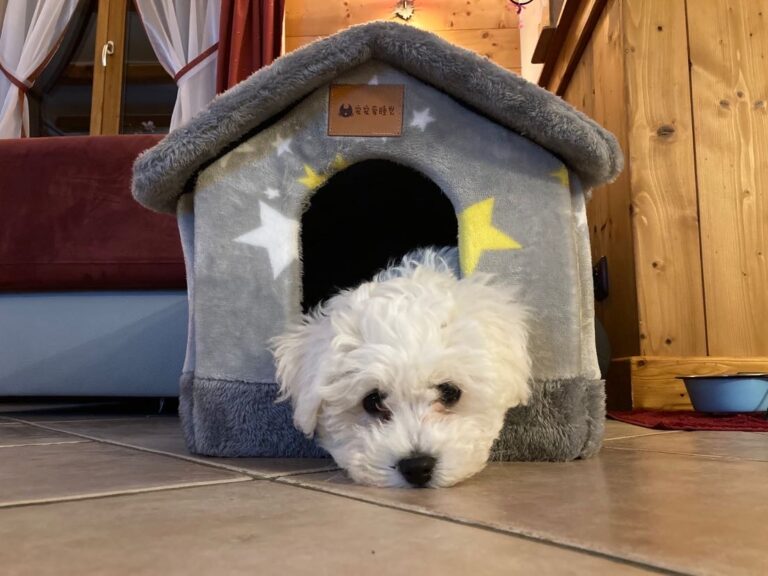 un petit chien blanc à l'hôtel du Grand Mont à Beaufort en Savoie