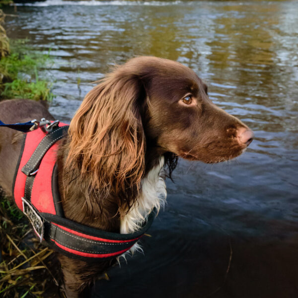 Chien en balade au bord de l'eau près de la Roulotte de l'île du Rhin, Hébergement insolite en Alsace