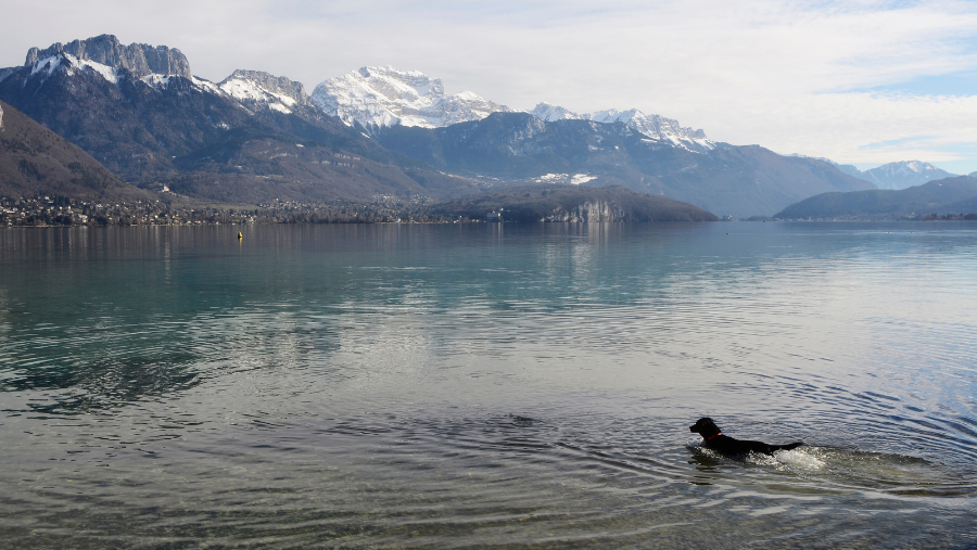 chien qui se baigne dans le lac d'annecy avec les sommets montagneux enneigés autour