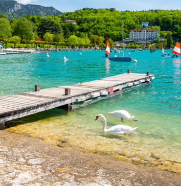 deux cygnes au bord d'une plage au lac d'annecy interdit aux chiens
