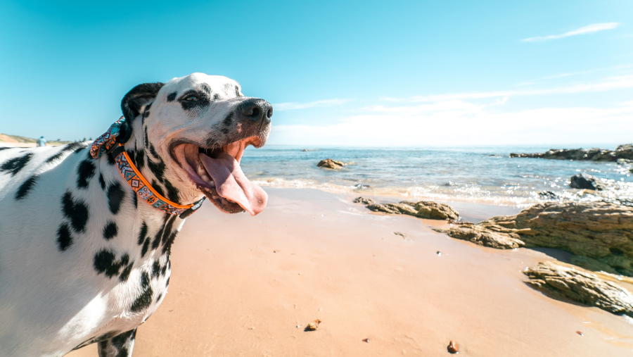 chien dalmatien sur une plage des îles Baléares