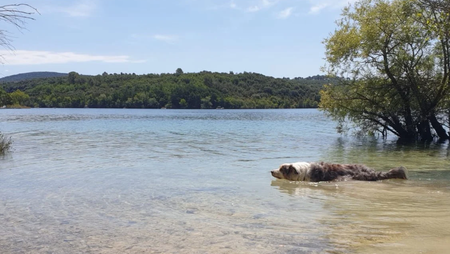 chien qui se baigne dans le lac de sainte-croix dans le verdon