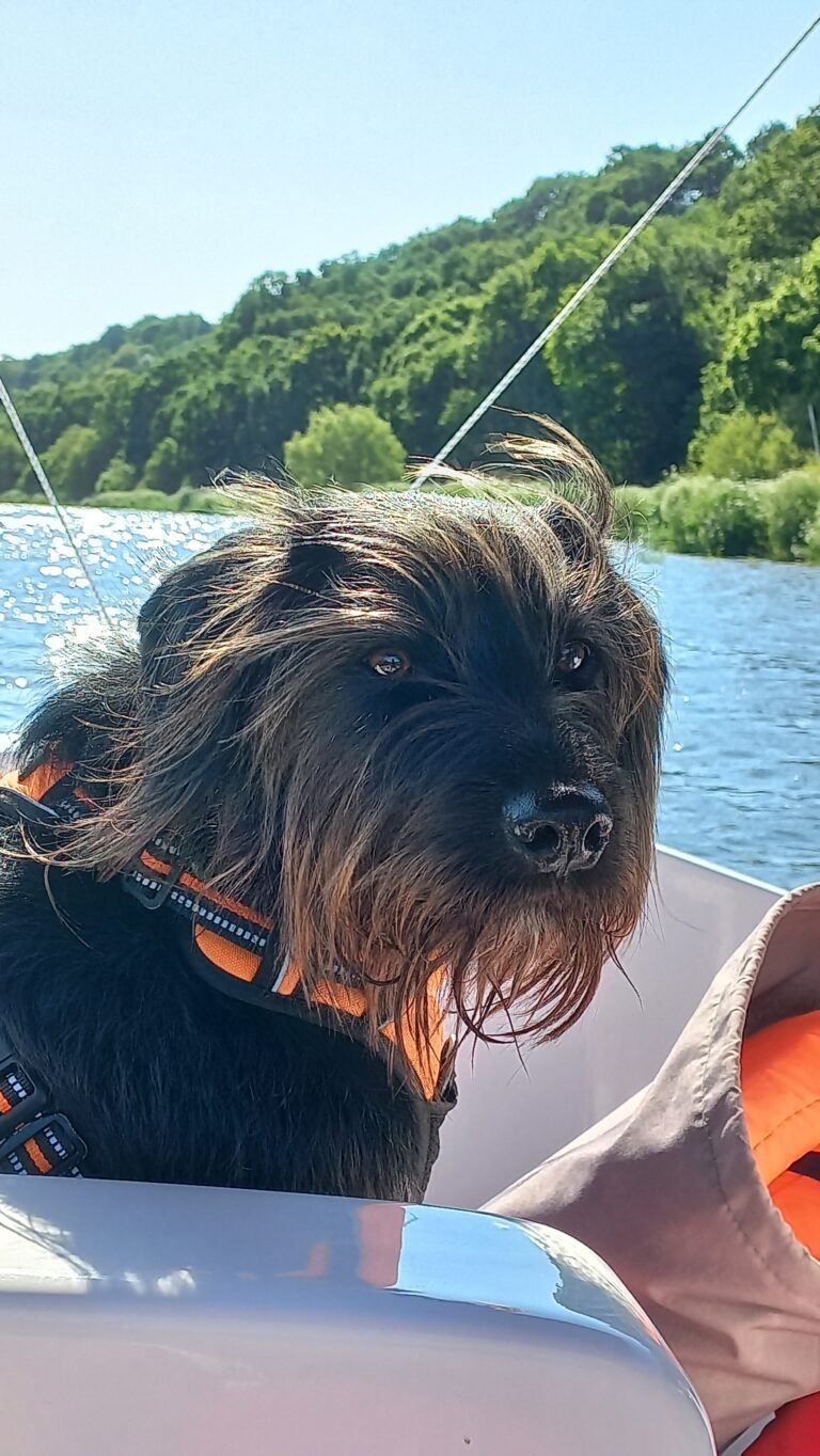 faire du bateau avec son chien, bateau électrique location chiens acceptés, Les P'tits bateaux du Trieux, chiens acceptés, Ploëzal, Côtes d'Armor, Bretagne