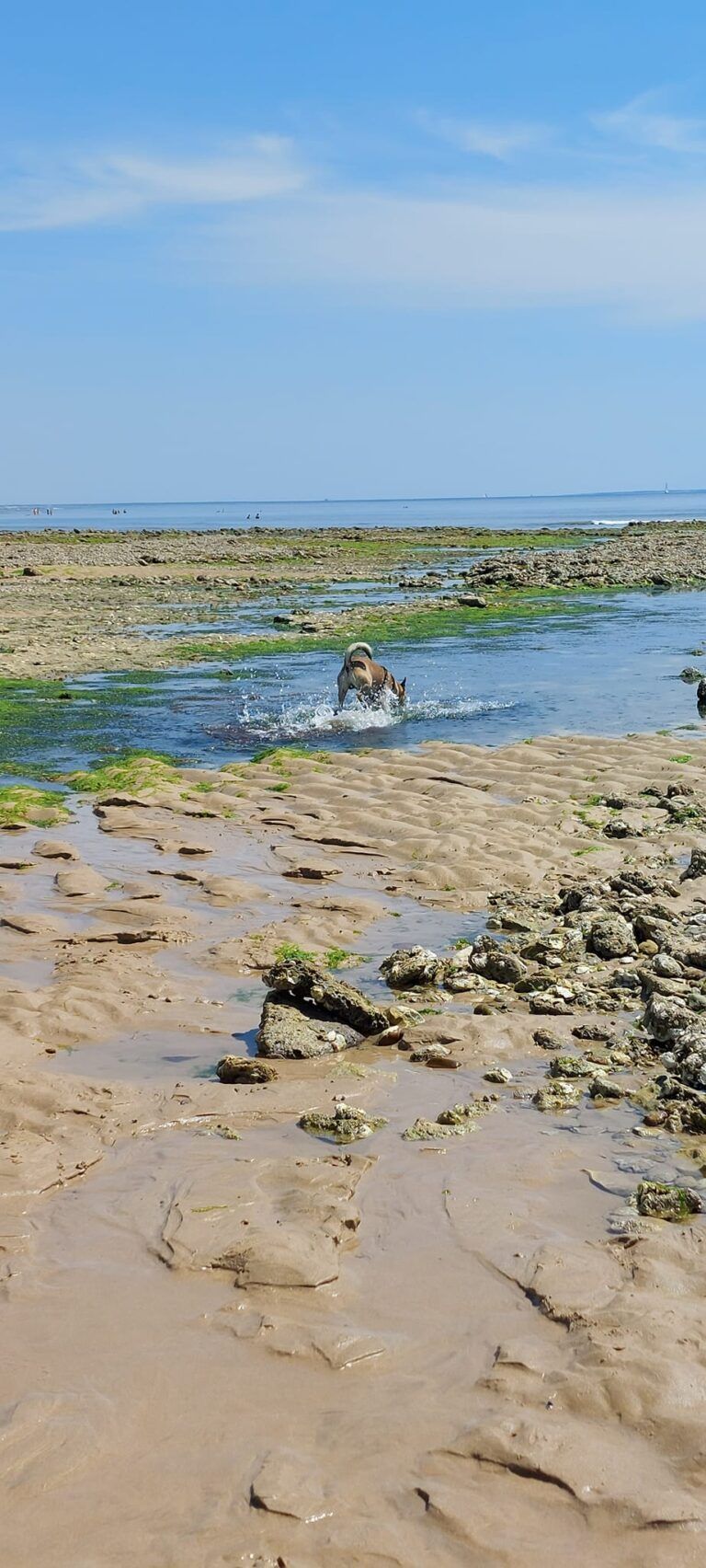 plage autorisée aux chiens, plage des Gouillauds, île de Ré, plage les grenettes, plage gros jonc, Le Bois-Plage-en-Ré, Charente-Maritime, Nouvelle-Aquitaine