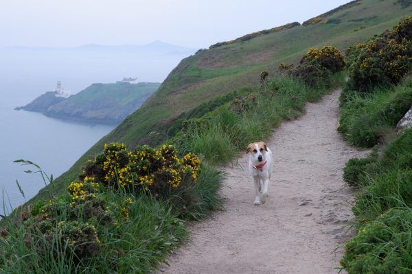 Howth Cliff Walk (Green Route)