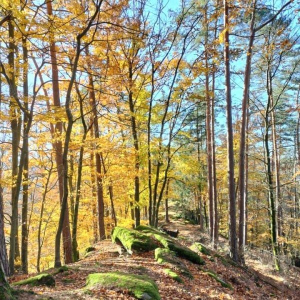 Zone balade en forêt avec Chiens en vacances Proche du Gite et Pension Canine Les Copains de Maui en Moselle dans le Grand Est dans le parc naturel des Vosges à Baerenthal