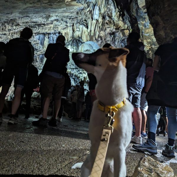 Chien visite la grotte de Han en Belgique à Rochefort