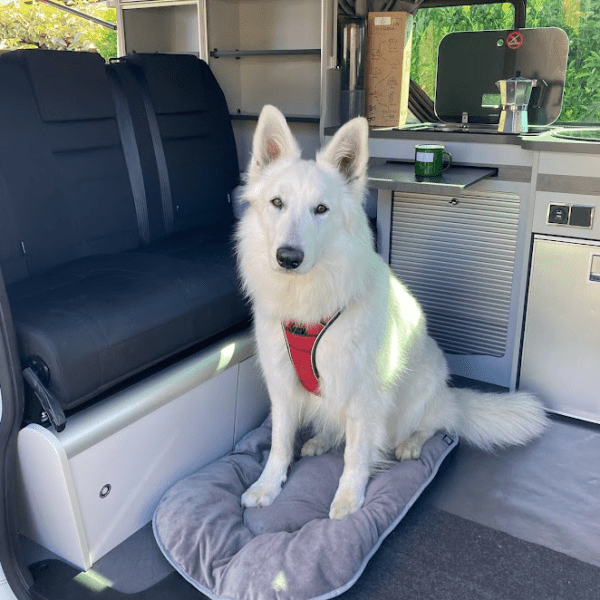 Loutipi - Alquiler de furgonetas para perros permitida en Bretaña