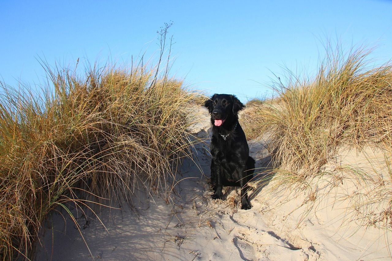 Dunes d’Annoville