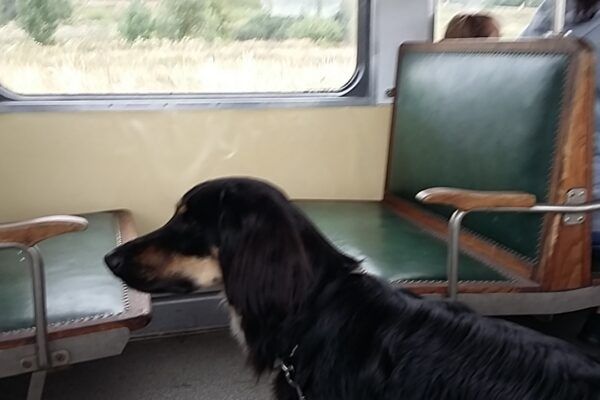 VELAY EXPRESS train touristique