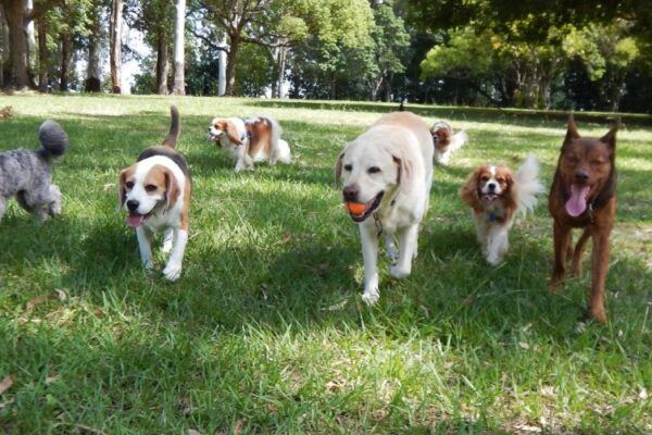 Espace Canin aux Prairies Saint-Martin