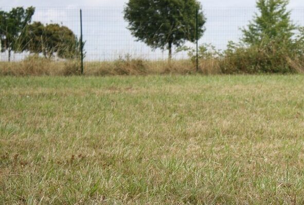 Parc à chiens Champforgeuil