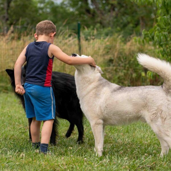 Univers chien - Centre de bien-être canin et humain