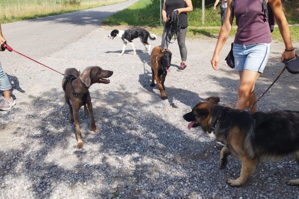 Univers chien – Centre de bien-être canin et humain