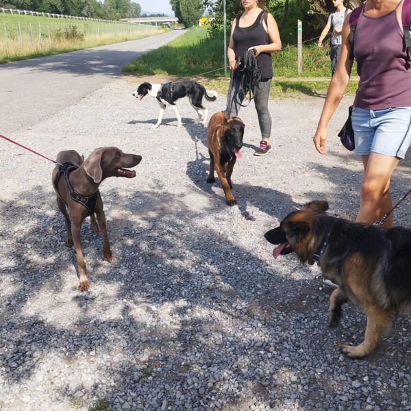 Univers chien - Centre de bien-être canin et humain