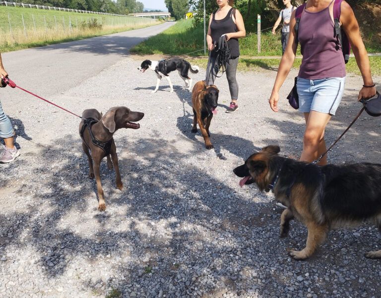 Univers chien – Centre de bien-être canin et humain – photo 1