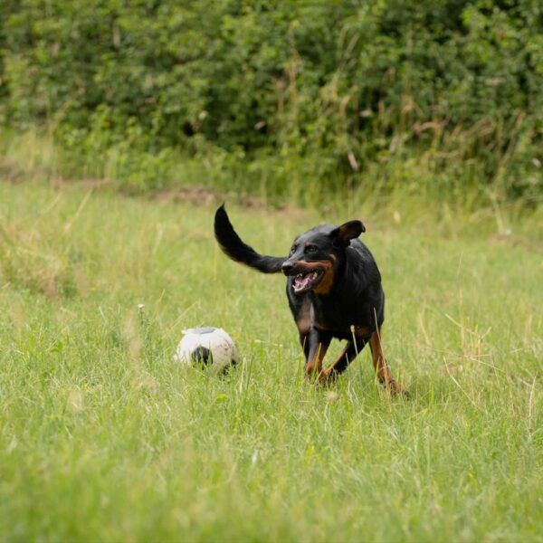 Univers chien - Centre de bien-être canin et humain