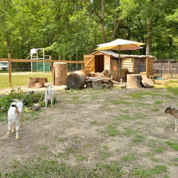 Camping avec un étang qui accepte les chiens dans le Loiret