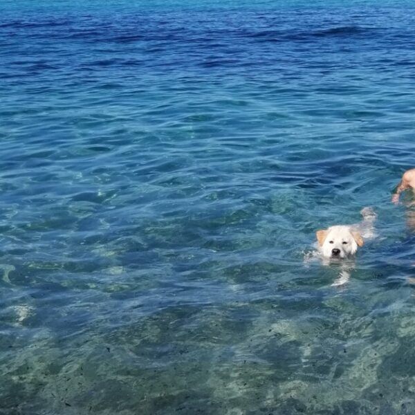 Cane che nuota su una spiaggia vicino al Gite Le repre des Pirates nel sud della Corsica dove sono ammessi i cani - emmenetonchien.com