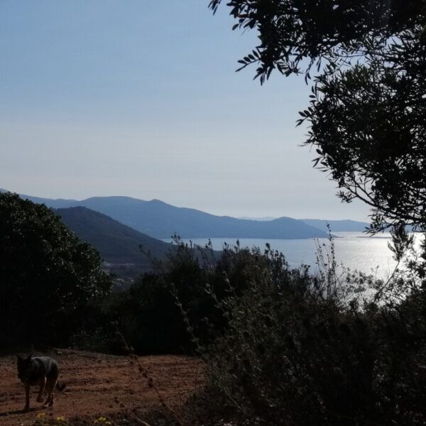 Perro de paseo con vistas al mar cerca de una cabaña en Córcega