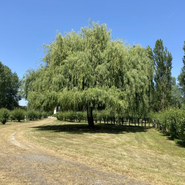Shaded pitch at Camping Le Marais Sauvage in Vendée in the heart of the Poitevin marshes near Niort in Pays de Loire