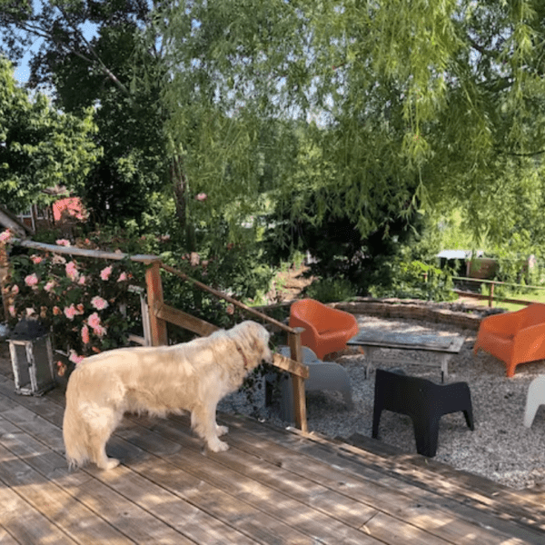 chien dans un gite avec jardin clos dans les Pyrénées Atlantiques