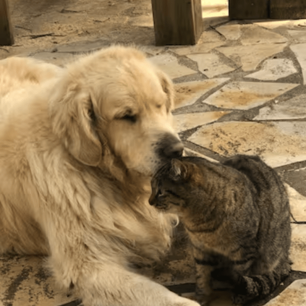 chien et chat sur terrasse du gite avec jardin clos dans les Pyrénées Atlantiques