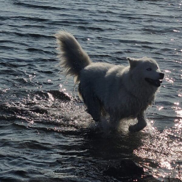 Chien à la plage en Montpellier