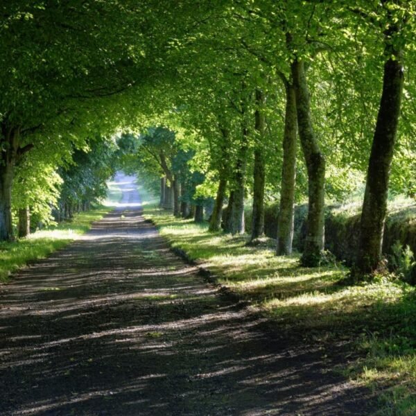 Viale di alberi che conduce alle Gites du Manoir de Kerhir in Bretagna a Trédarzec nella Côtes d'Armor