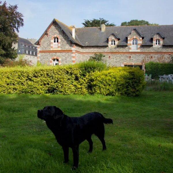 Dog on vacation at the Gites du Manoir de Kerhir in Brittany in Trédarzec in the Côtes d'Armor