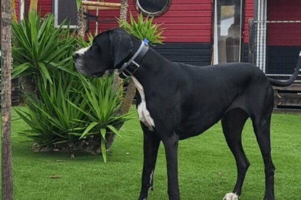 Camping CALIFORNIE PLAGE