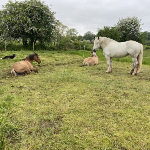 Chevaux lors d'une promenade avec Calèche en Somme au départ de Saint-Quentin-en-Tourmont dans les Hauts de France