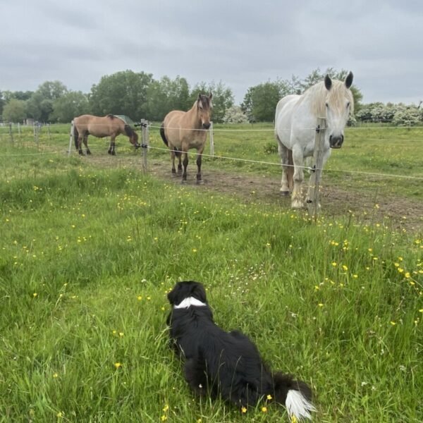 Chiens acceptés pour des promenades avec Calèche en Somme au départ de Saint-Quentin-en-Tourmont dans les Hauts de France