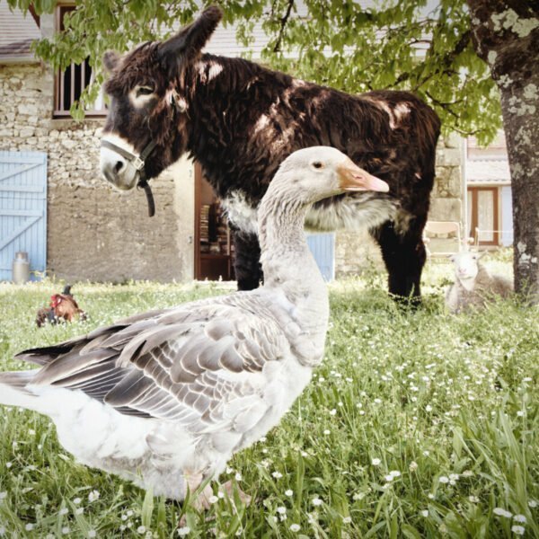 L'âne et l'oie de la Chambre d'Hôtes et Relais Paysan de la Ferme du Bois d'Haut à Mérigny dans l'Indre en Centre Val de Loire