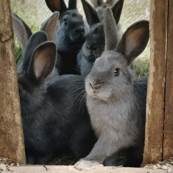 Les lapins de la Chambre d'Hôtes et Relais Paysan de la Ferme du Bois d'Haut à Mérigny dans l'Indre en Centre Val de Loire