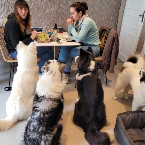 Repas au Restaurant Toutouccino à Meaux en Ile de France en Seine et Marne