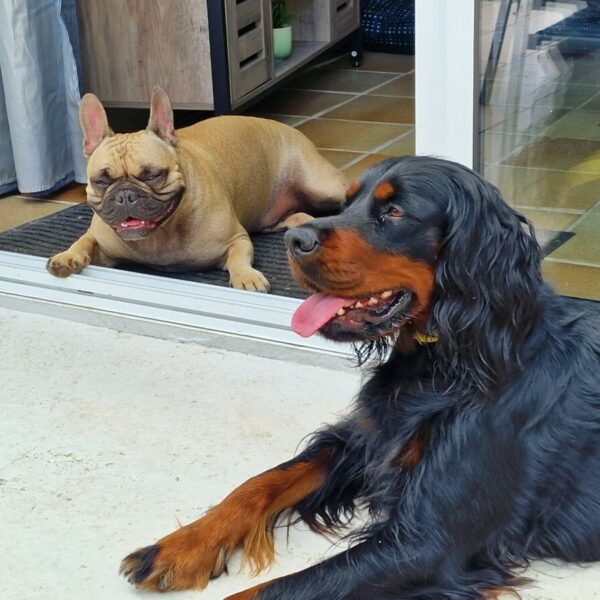 Chien acceptés dans le Jardin clos du Gîte Trémelois en Bretagne dans les Côtes d'Armor à Trémel
