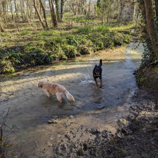 Chiens en balade rivière proche du Gîte et pension canine Jim et Otta dans les Landes à Mont de Marsan en Nouvelle Aquitaine