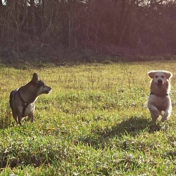 Promenade des chiens proche du Gite Le Clos des Hirondelles en Centre Val de Loire à Thenay proche de Beauval dans le Loir et Cher