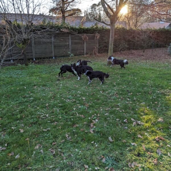 Jardin clos du Gîte et pension canine Jim et Otta dans les Landes à Mont de Marsan en Nouvelle Aquitaine